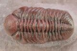 Red Austerops Trilobite - Hmar Laghdad, Morocco #282814-1
